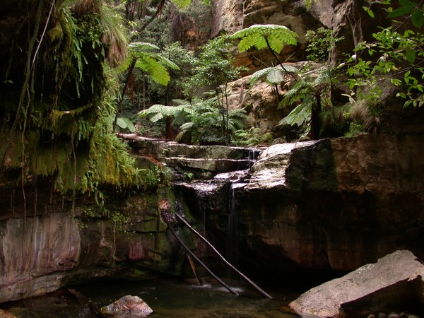 Moss Garden